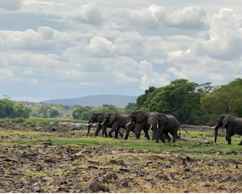 Elephants at Usangu Expedition Camp Ruaha National park Tanzania