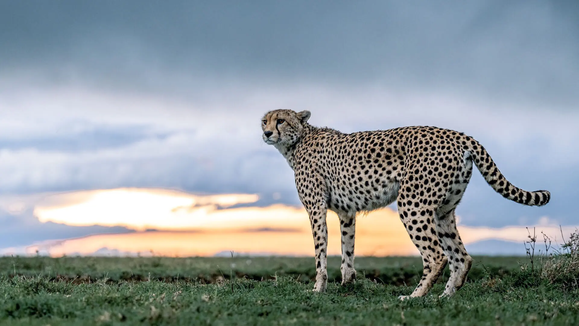 A cheetah at sunset