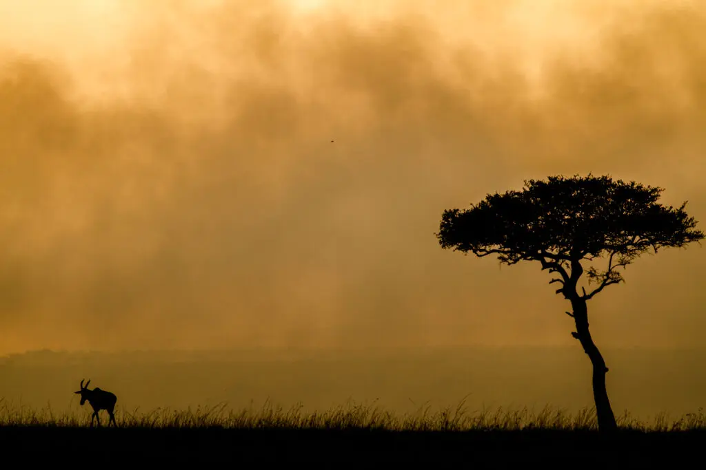 The air is filled with smoke from a fire and a single acacia tree can be seen in the mix of the smoke and the orange hues of the sky behind it