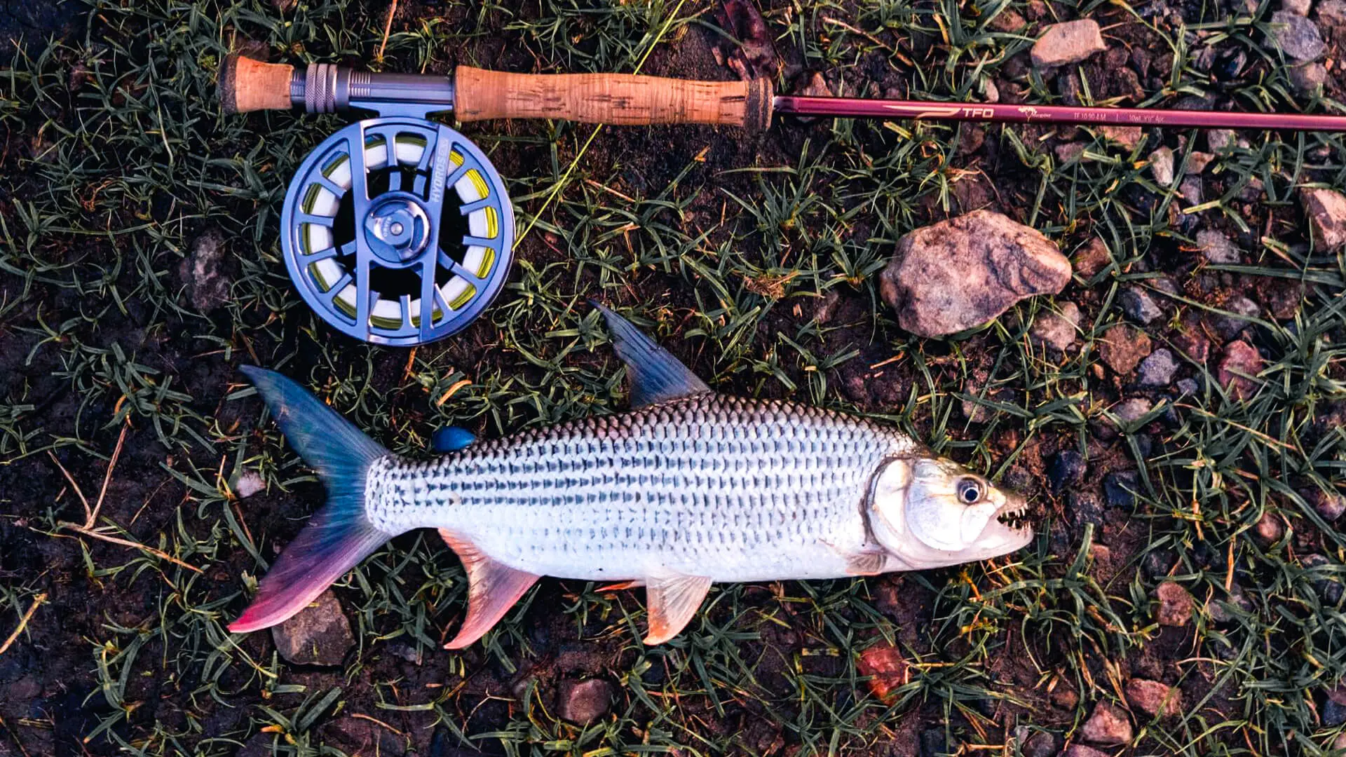 A guest's catch - fishing safari