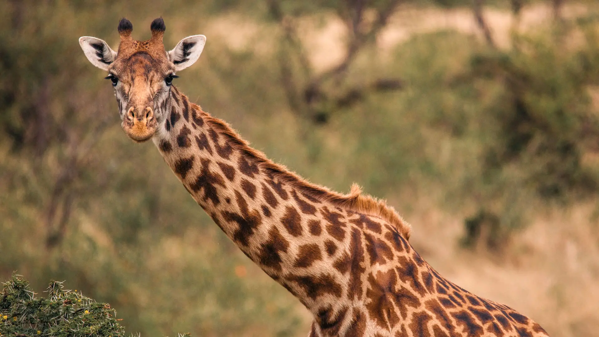 Giraffe looking at the camera, Serengeti