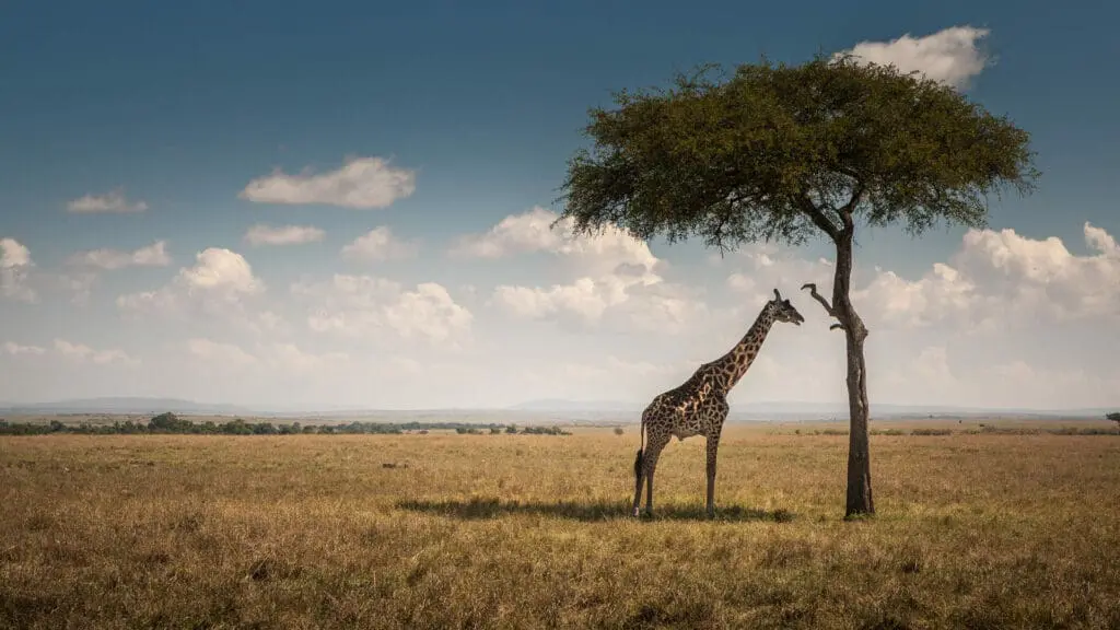 Giraffe under a tree in the Masai Mara