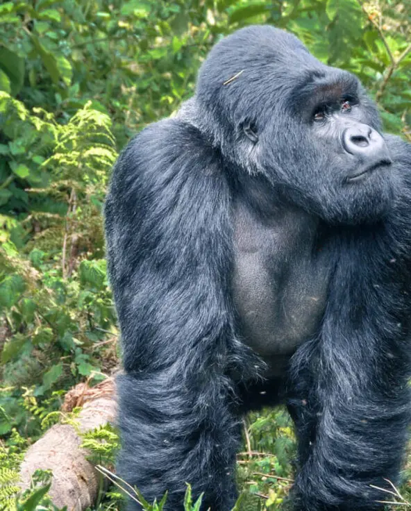 A large gorilla looking into the forest