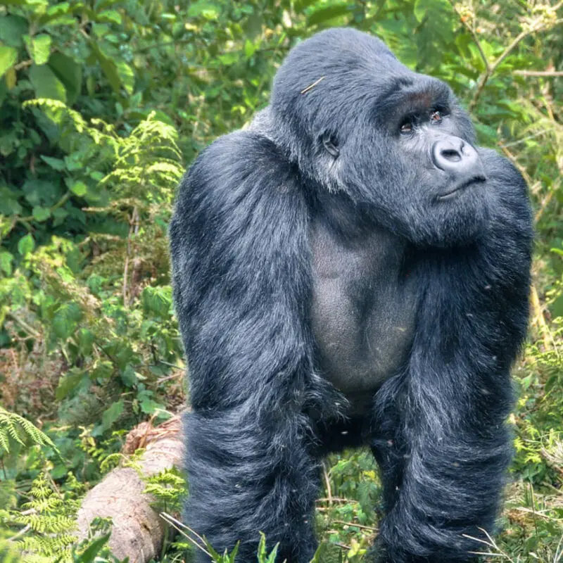 A large gorilla looking into the forest