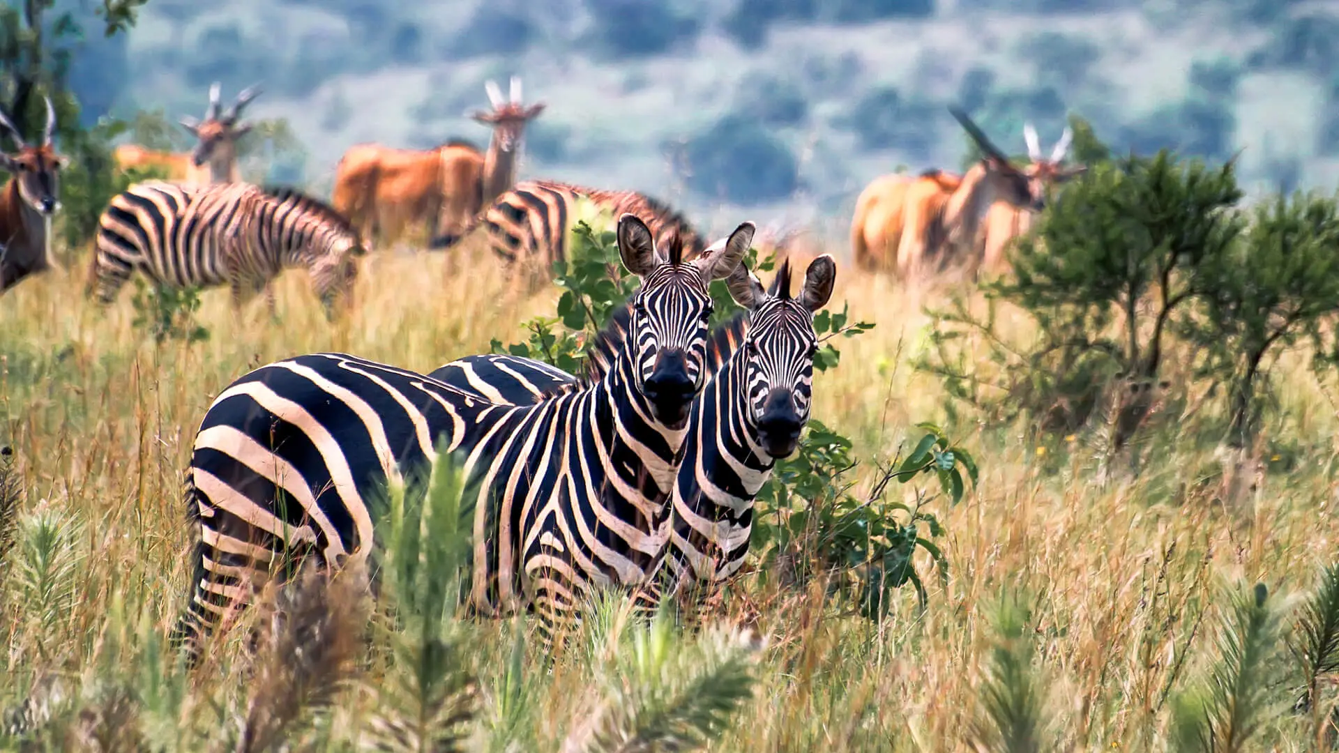 Grazing zerba and antelope in Akagera National Park, Rwanda