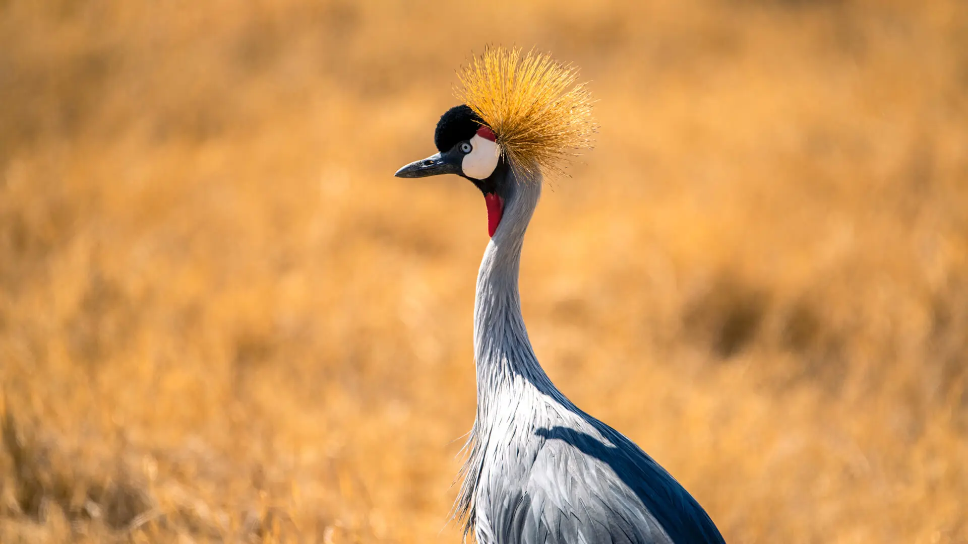 Grey crowned crane in Tarangire National Park Tanzania