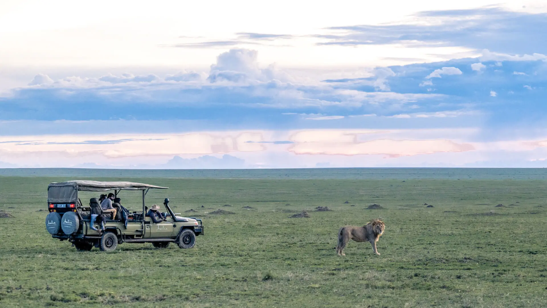 Guests in a game drive vehicle watching a male lion, Serengeti, Tanzania