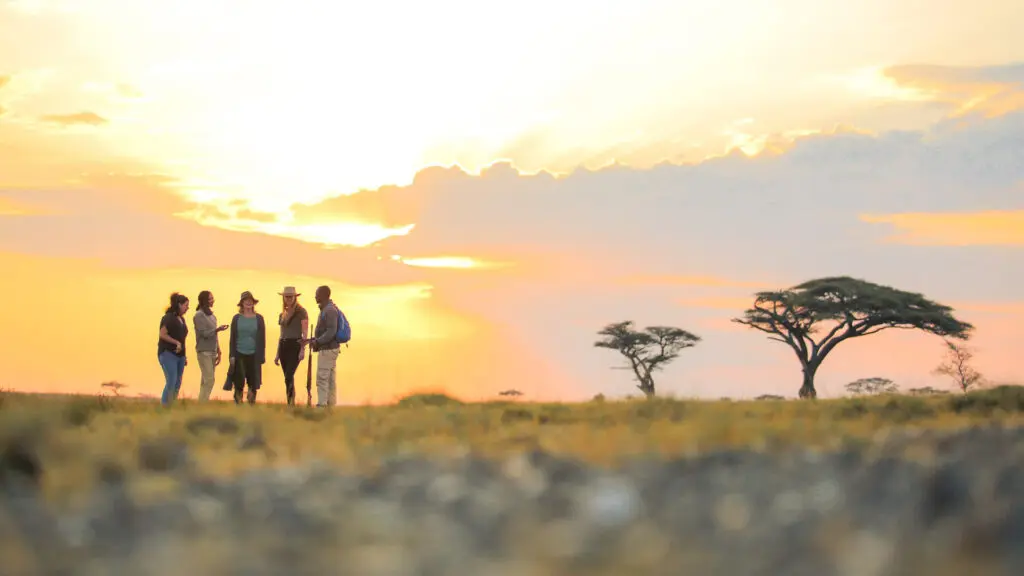 Guests on a walking safari at sunset the Masai Mara