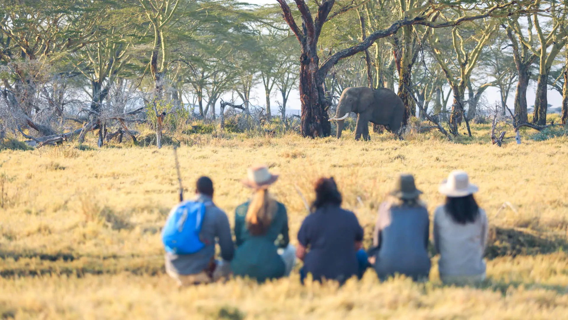 Guests on a walking safari observing an elephant in the wild