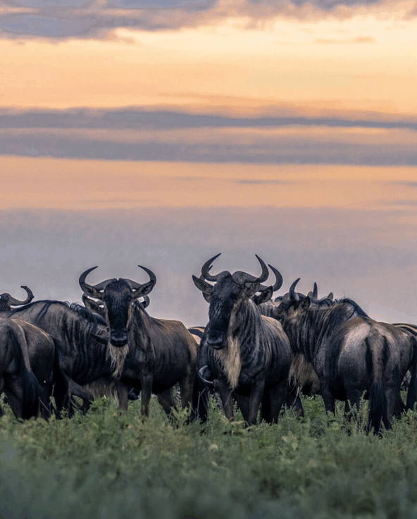 Herd of wildebeest grazing the plains of the Serengeti National Park.