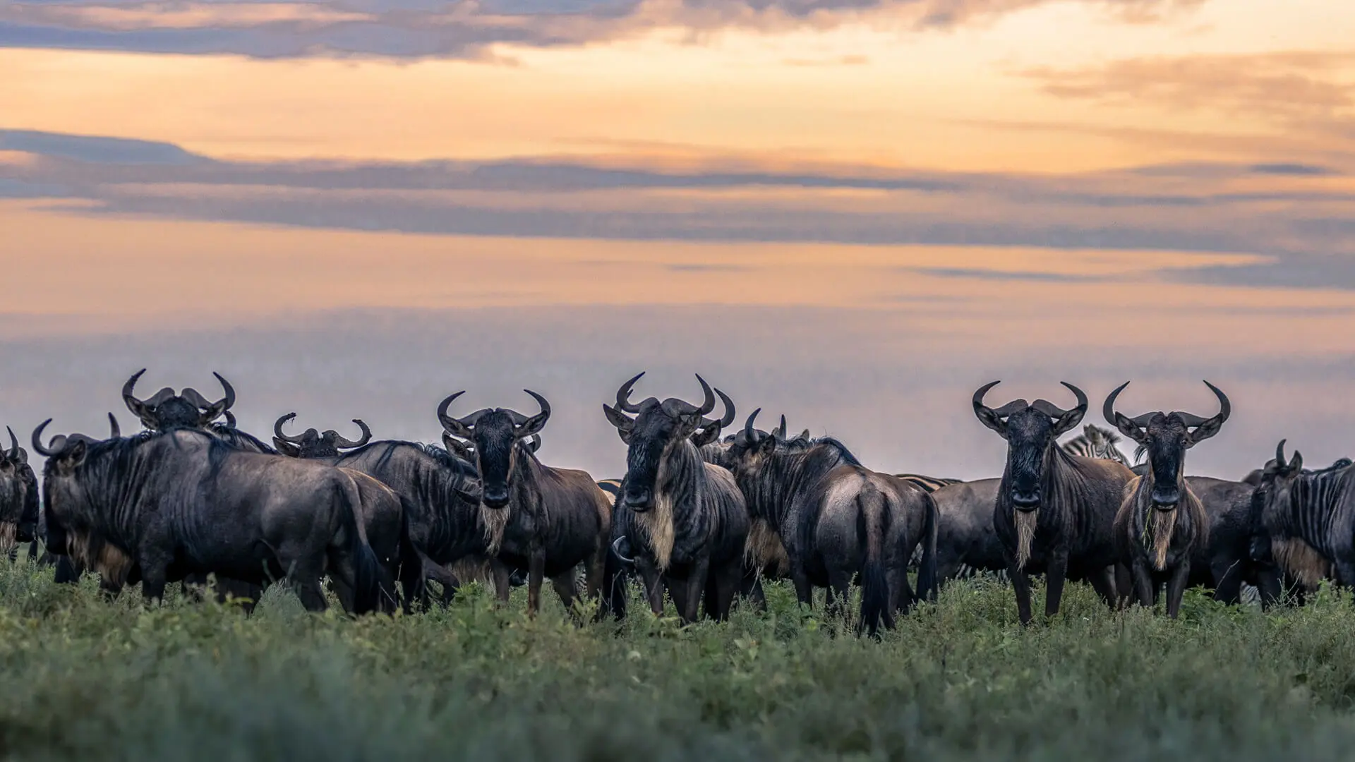 Herd of Wildebeest in Serengeti National Park at dusk
