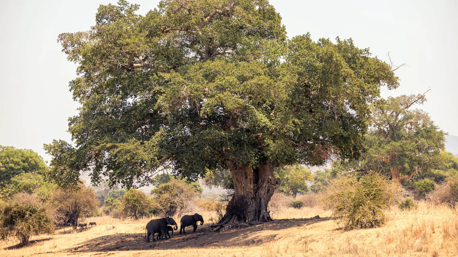 Herd of elephant finding shade under tree in Ruaha National Park Tanzania