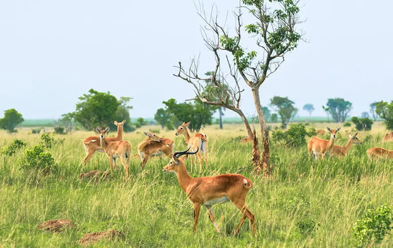 Herds of antelope among verdant grass, Uganda