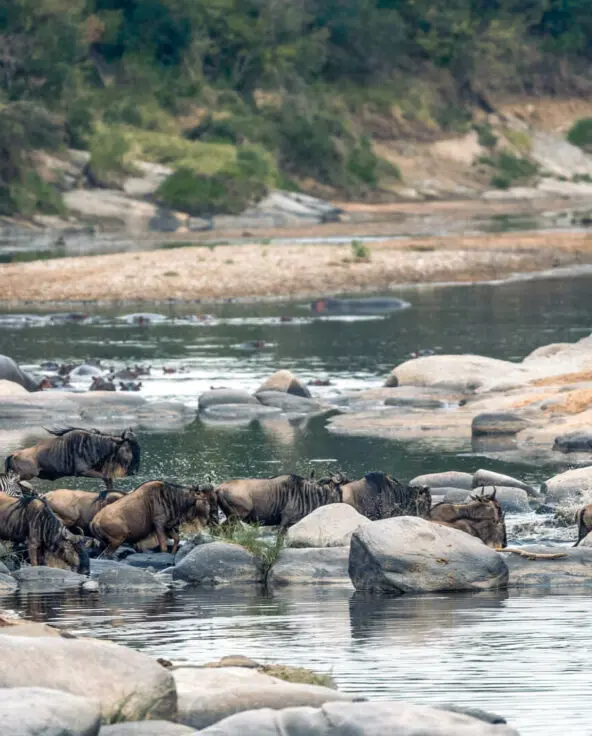 Wildebeest cross a river in Tanzania