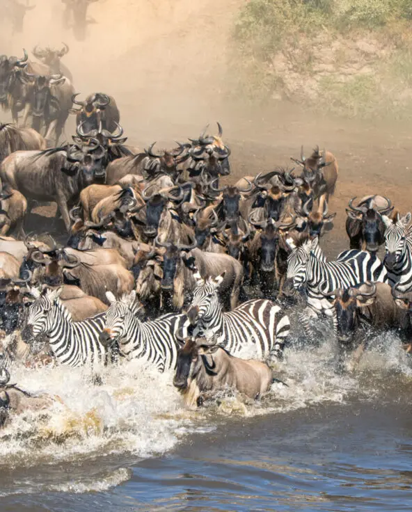 The wildebeest and zebra crossing a river - Great Migration