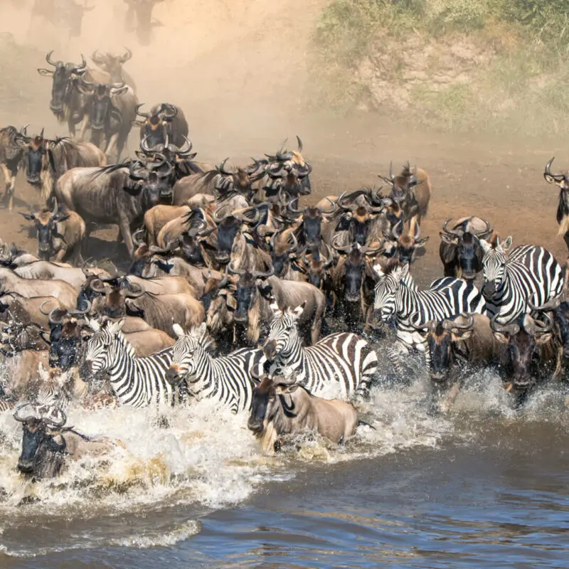 The wildebeest and zebra crossing a river - Great Migration