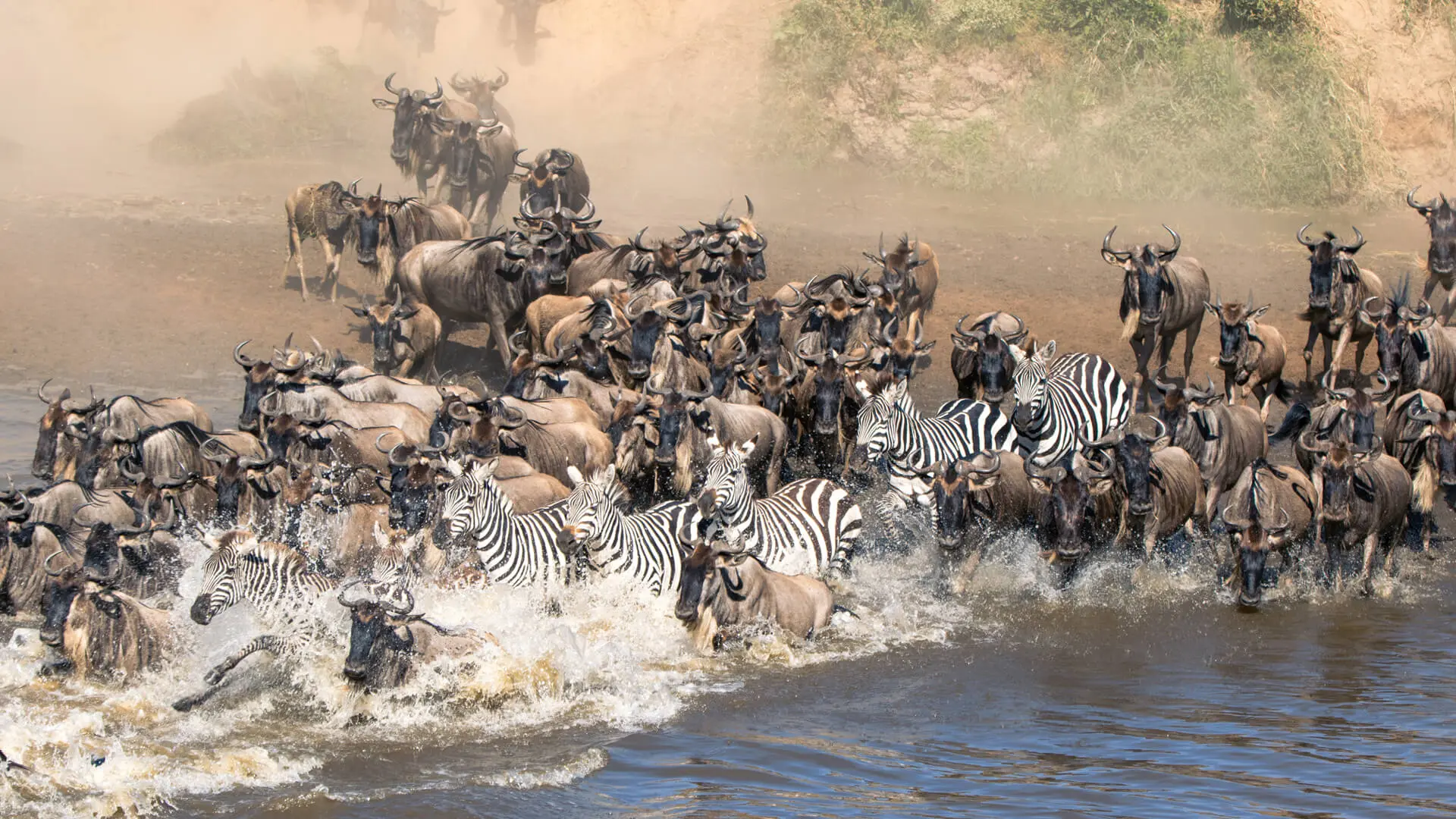 The wildebeest and zebra crossing a river - Great Migration