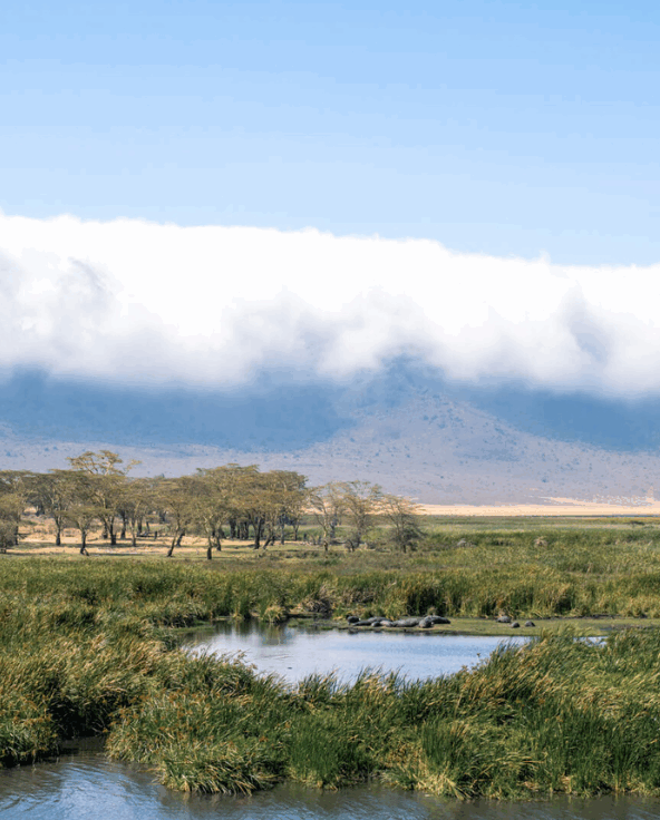 Hippo pool in Ngorongoro Crater Tanzania