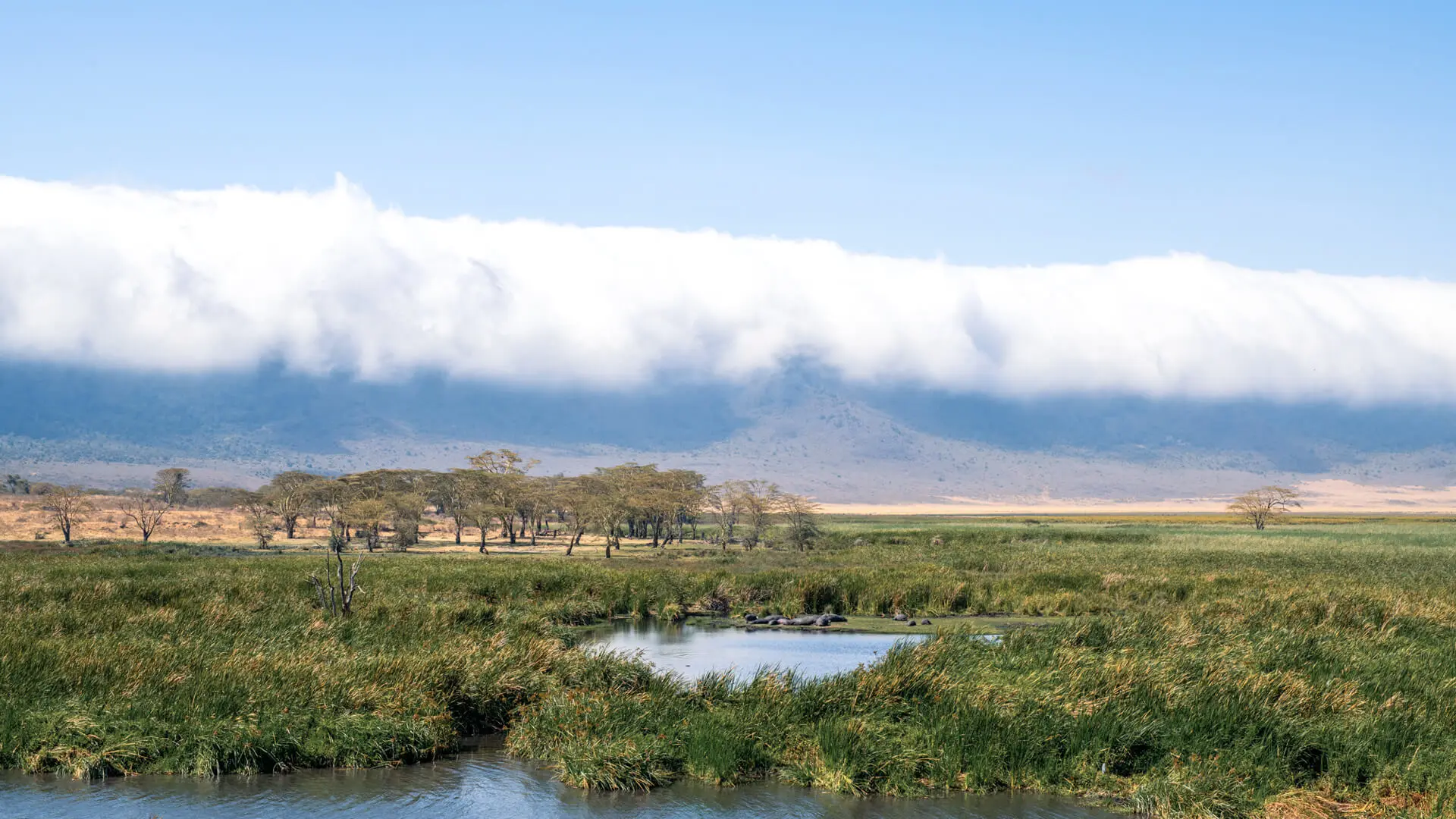 Hippo pool in the Ngorongoro Crater, northern Tanzania