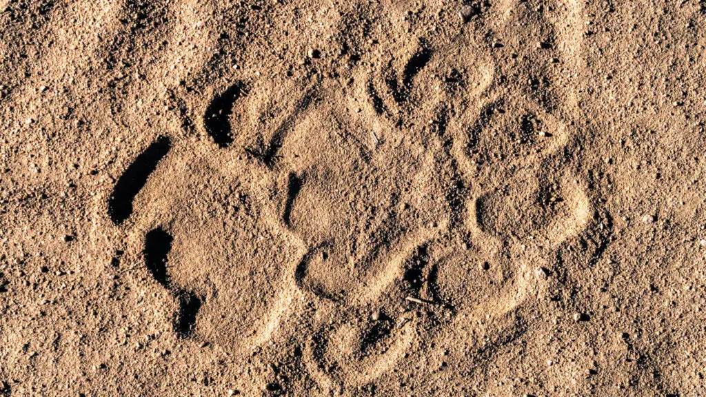 Animal spoor in the sand on a walking safari
