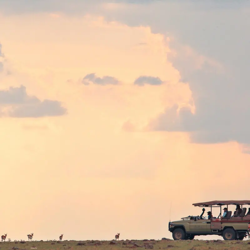 A safari vehicle observes a herd of buck at sunset, Kenya
