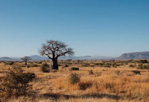 Ruaha National Park, Tanzania