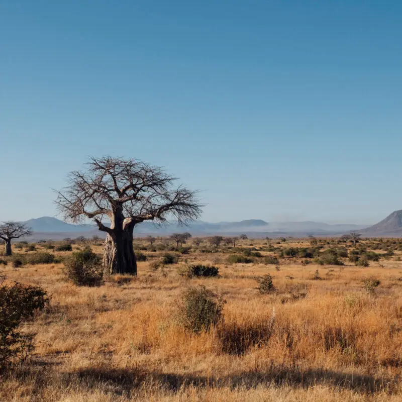 Ruaha National Park, Tanzania
