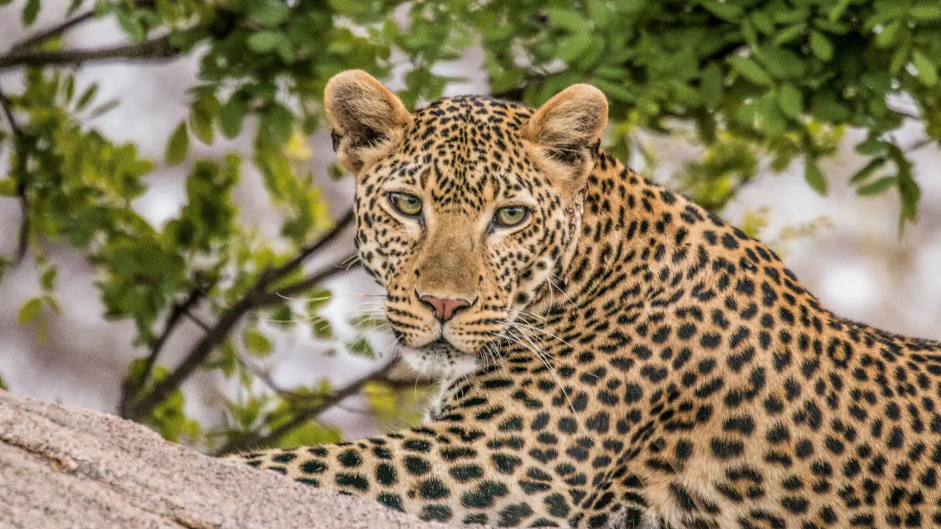 Leopard in tree in Masai Mara Kenya