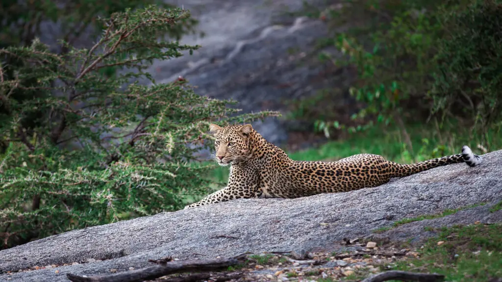 Leopard sitting on a kopje in the Masai Mara