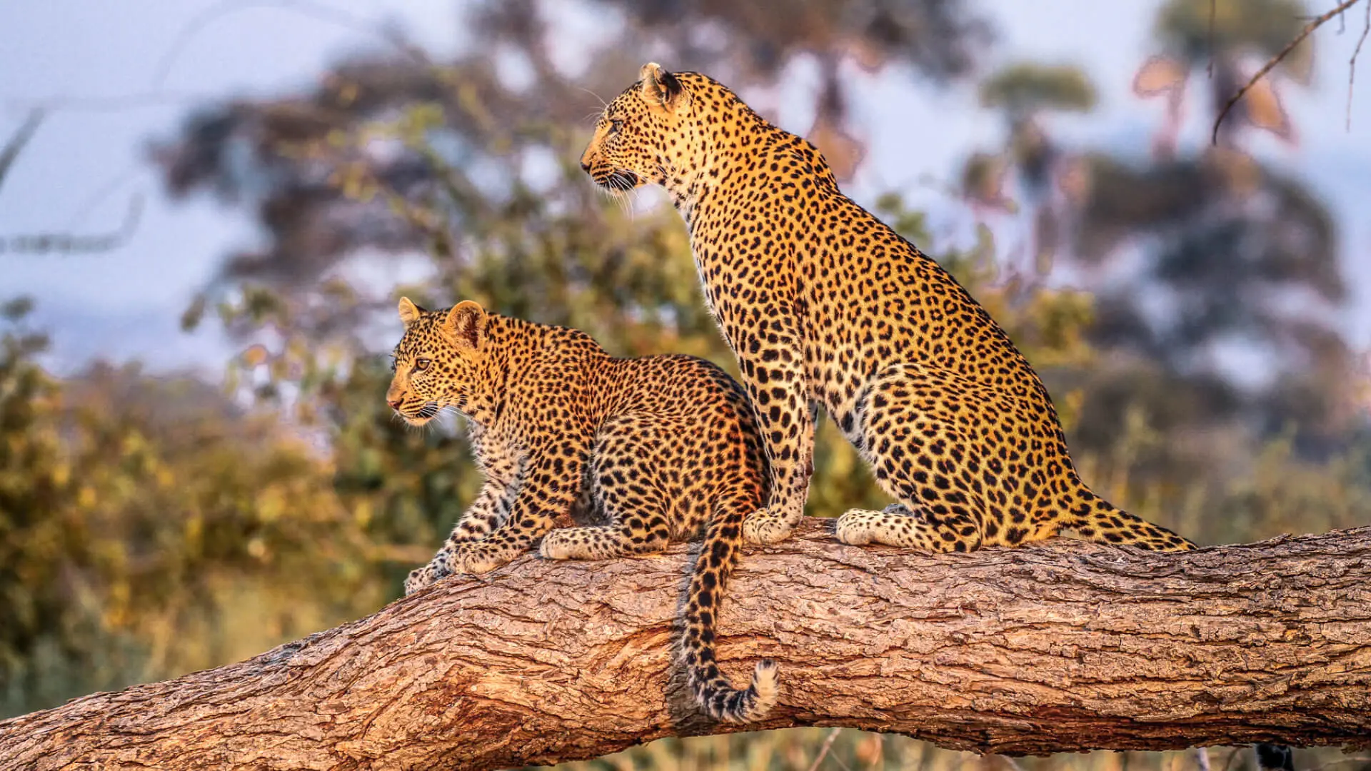 A leopard and its cub on a branch, southern Tanzania