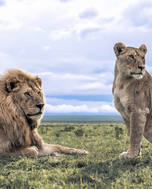 Lion and lioness in Mara Naboisho Conservancy Kenya