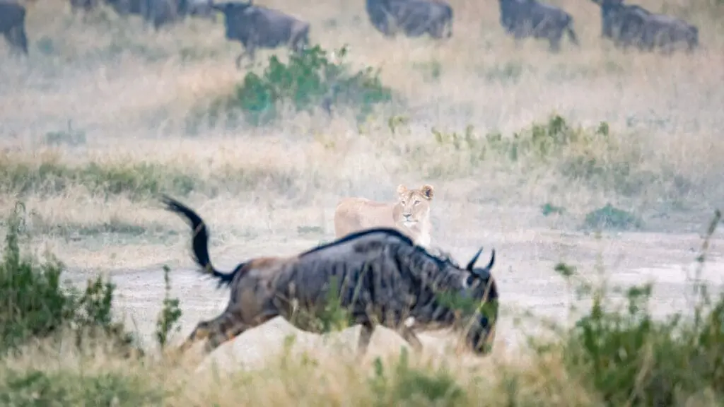 A lion watches a wildebeest running by, northern Serengeti