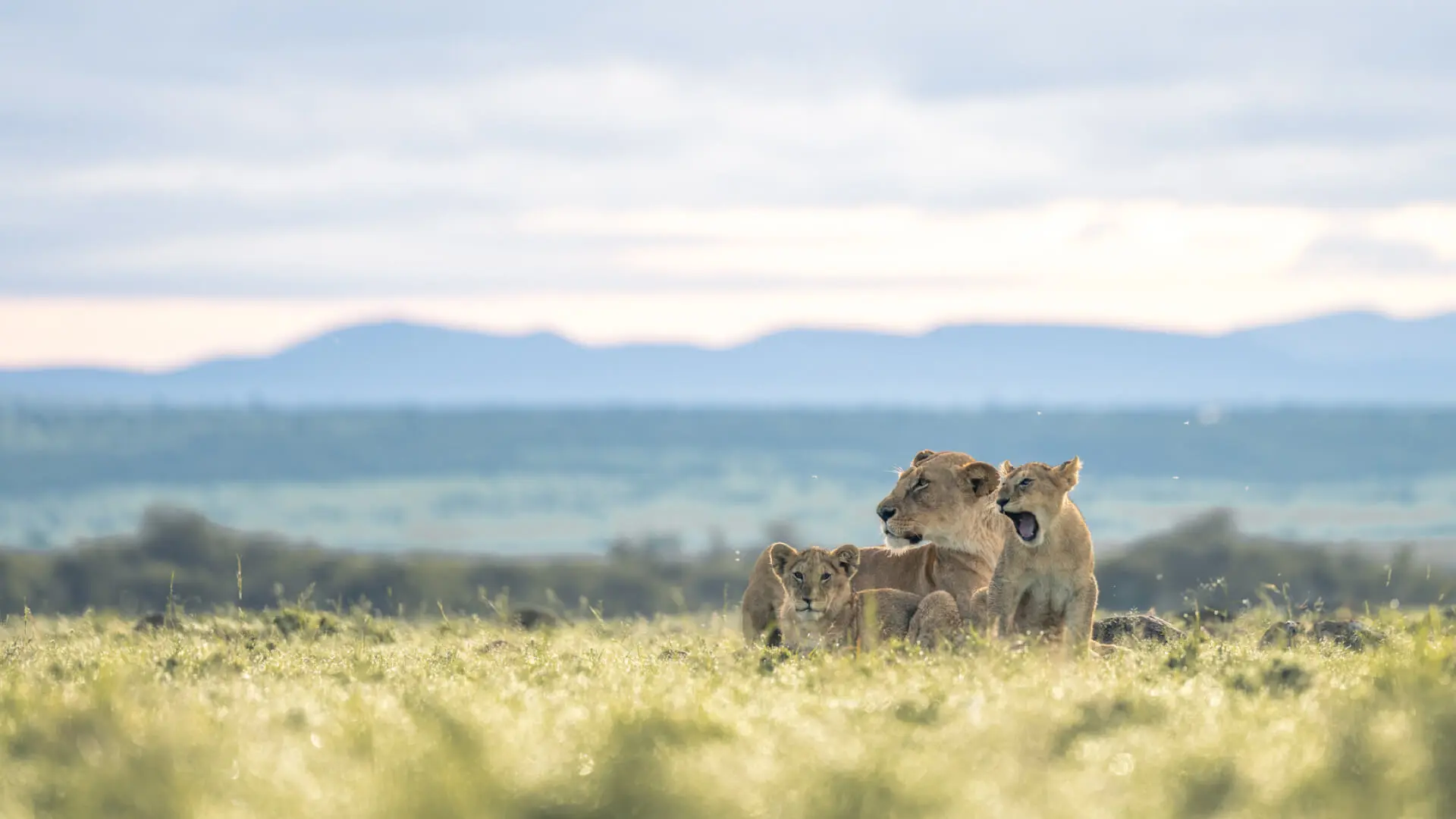 Lioness and cubs in the Mara Naboisho Conservancy Kenya