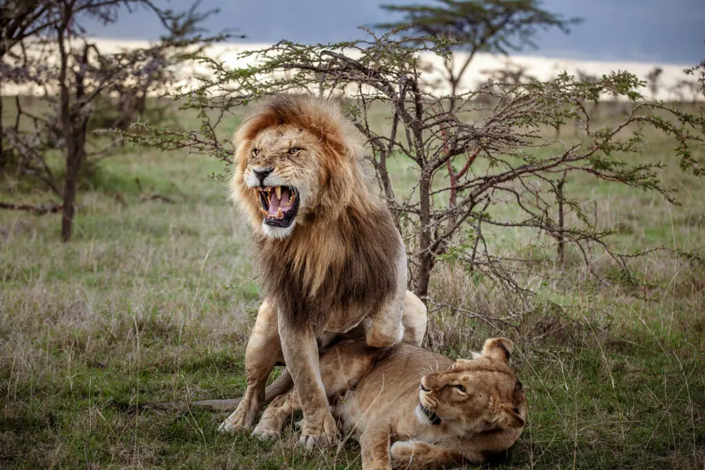 Lions mating in the Masai Mara
