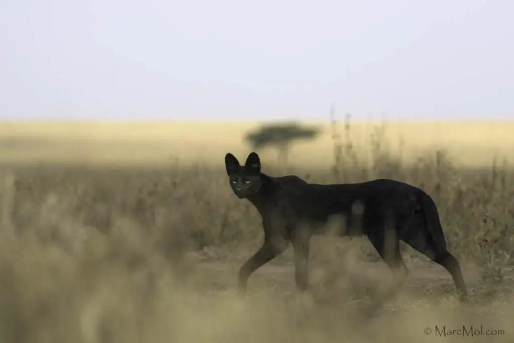 Manja the Melanistic Serval Namiri Plains Serengeti National Park Tanzania