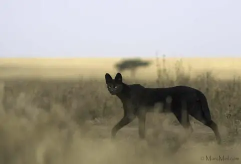 Manja the Melanistic Serval Namiri Plains Serengeti National Park Tanzania