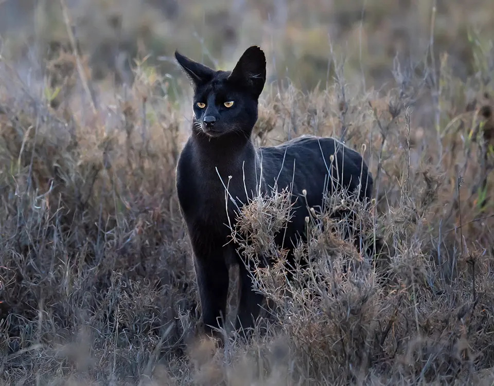 Manja the Melanistic Serval seen at Namiri Plains, Serengeti, Tanzania