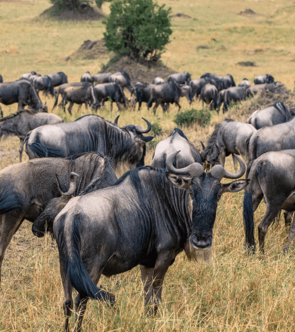 The Great Migration 2026: The Ultimate Guide 6 Migration Promo Desktop 959x1199 1