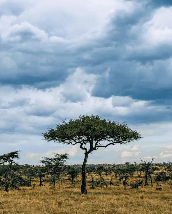 Moody skies before the rains in Masai Mara Kenya