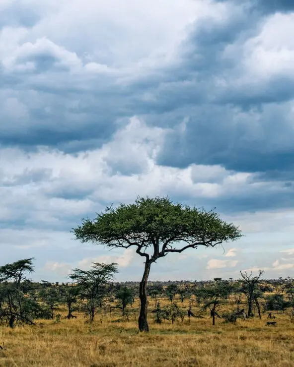 Moody skies before the rains in Masai Mara Kenya