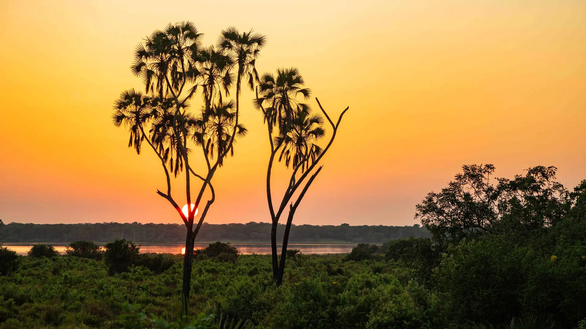 Palm trees silhouetted against an orange sunset over the waterways and lush landscape of Nyerere National Park, Tanzania.