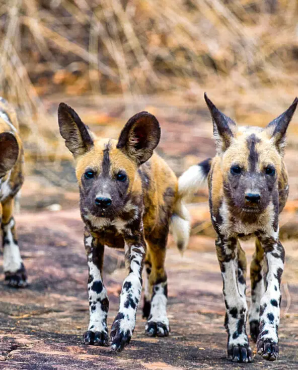 A pack of wild dog walks towards the camera - Nyerere, Tanzania