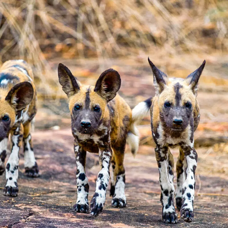 A pack of wild dog walks towards the camera - Nyerere, Tanzania