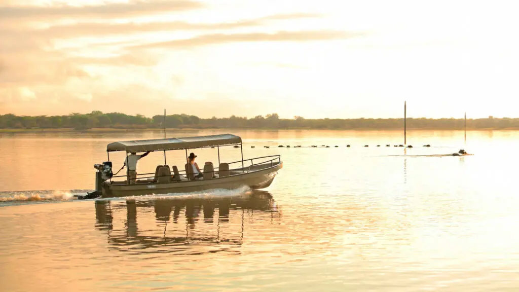 Guests on a boat safari at sunset come upon a pod go hippos