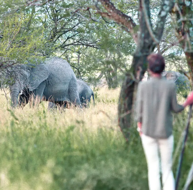 guest watching elephant from guest tent, olakira migration camp, Serengeti National Park, Tanzania