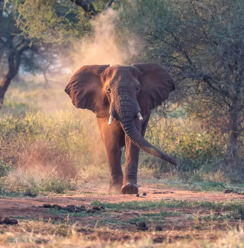 Elephant walking towards the camera in the dusty bush at Olivers Camp, Tarangere National Park Tanzania