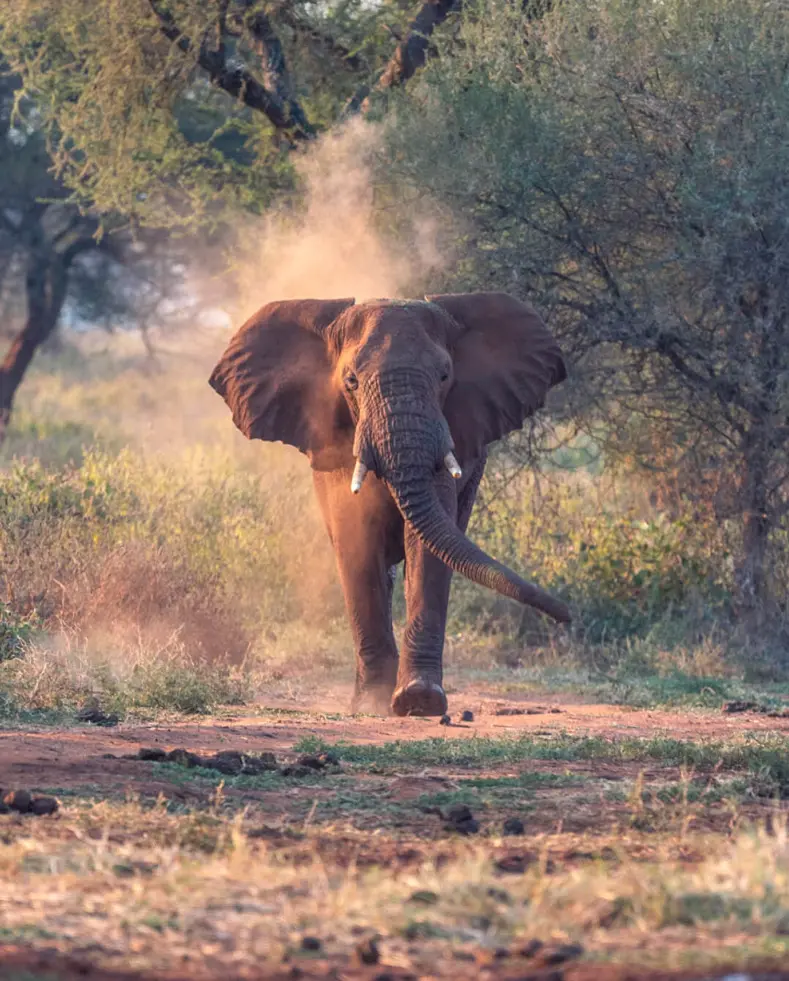 Elephant walking towards the camera in the dusty bush at Olivers Camp, Tarangere National Park Tanzania