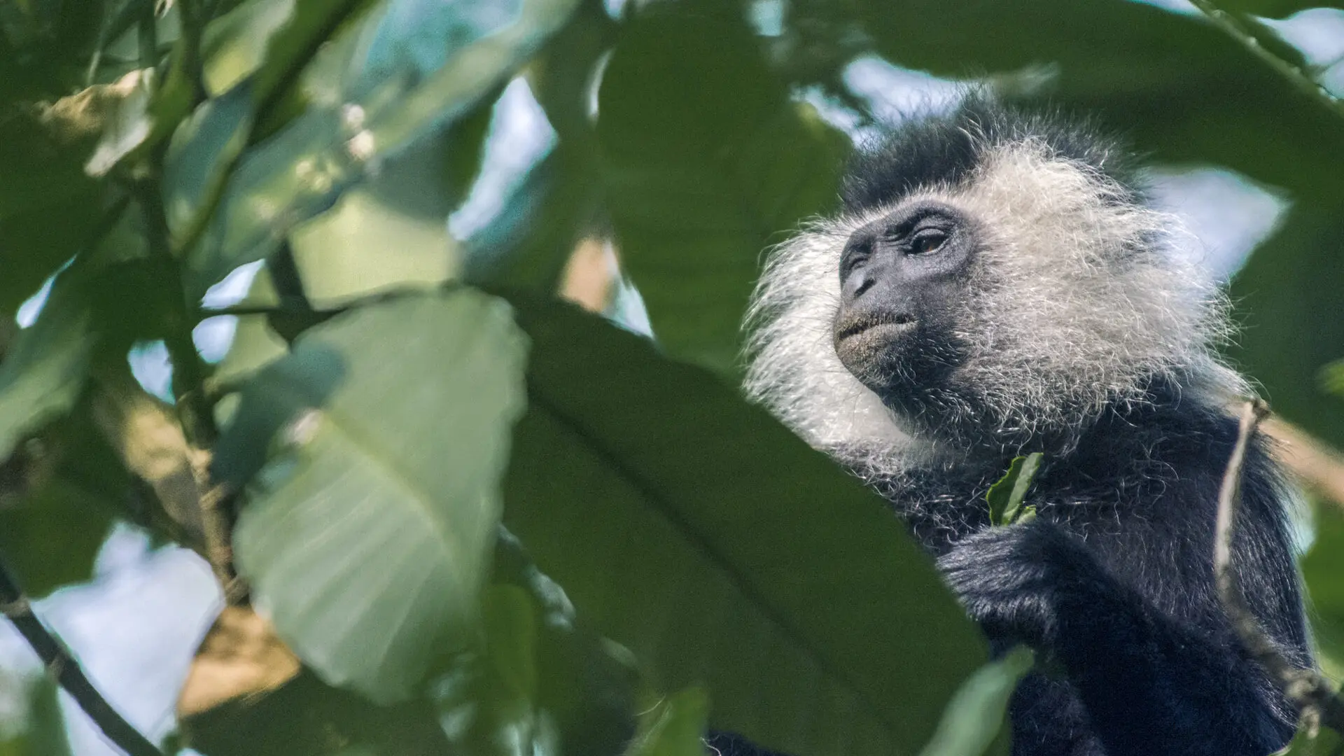 A colobus monkey, one of many primate species found in Rwanda