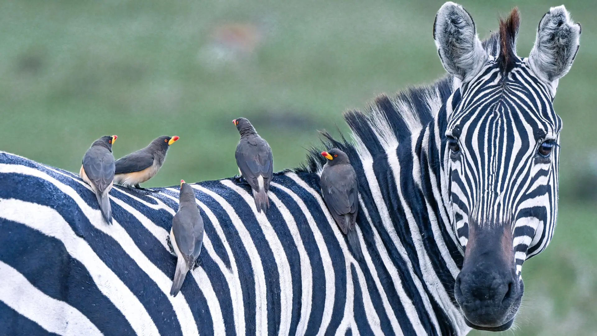 A zebra looking at the camera with five oxpeckers on its back.