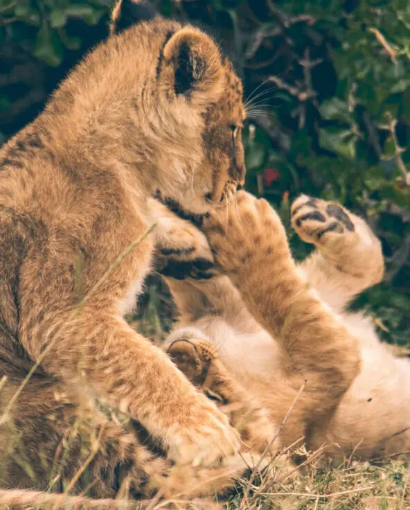Two playful lion cubs at play, Kenya
